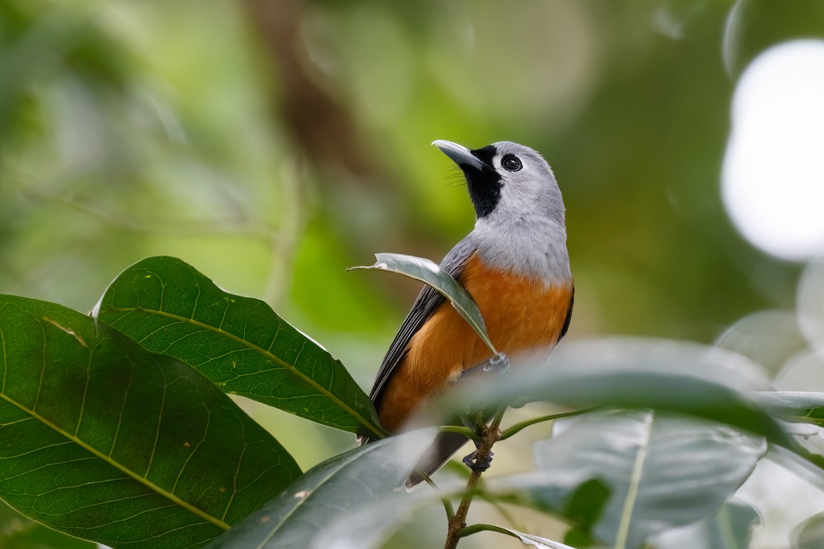 Black-faced Monarch - ML627484250