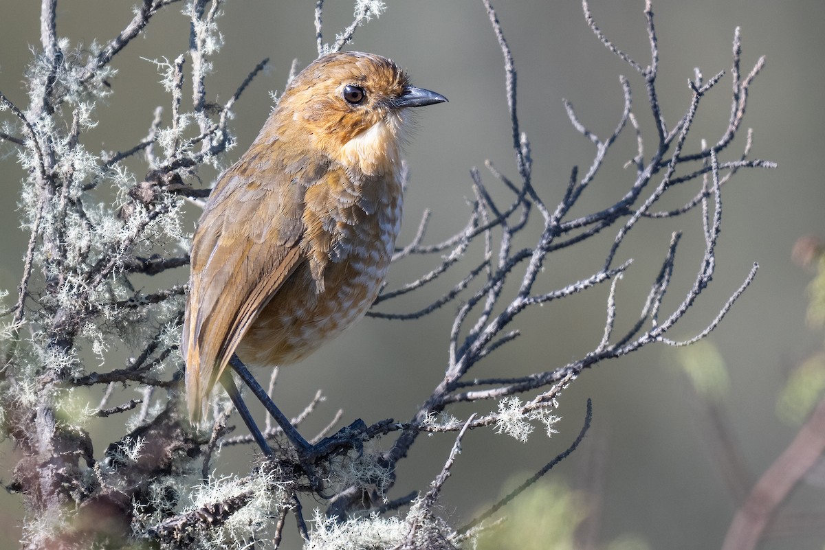 Boyaca Antpitta - ML627484448