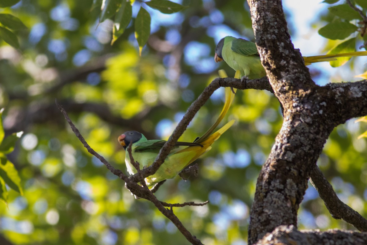 Slaty-headed Parakeet - ML627484527