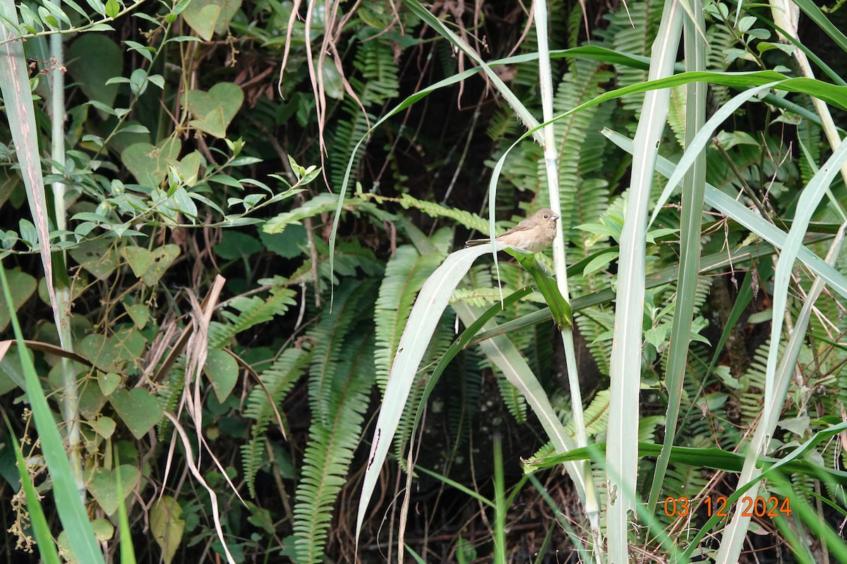 Yellow-bellied Seedeater - ML627484621