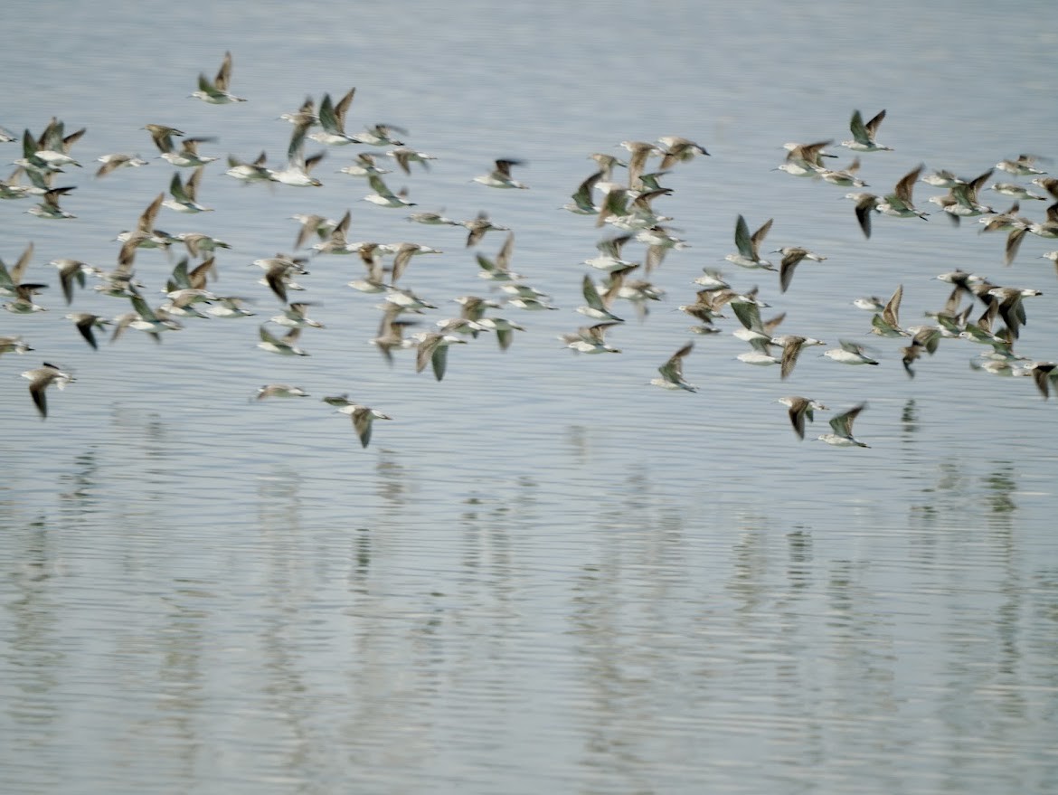 Wilson's Phalarope - ML627484788