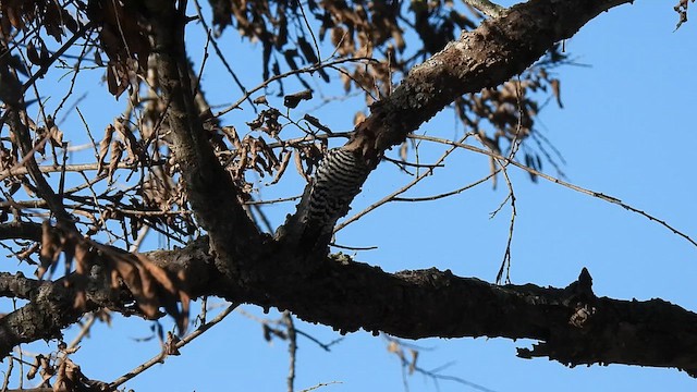 Ladder-backed Woodpecker - ML627484816