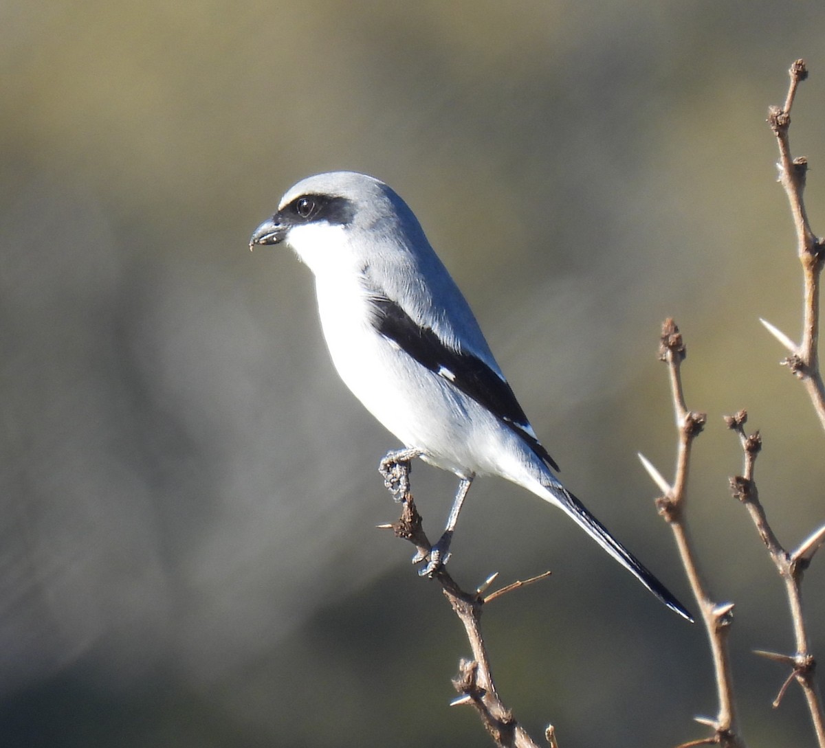 Loggerhead Shrike - ML627484856