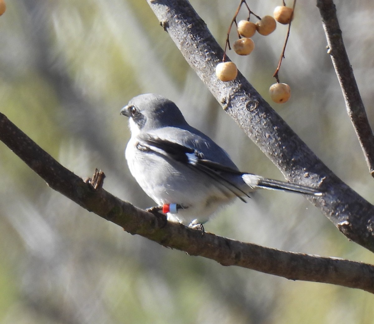 Loggerhead Shrike - ML627484858