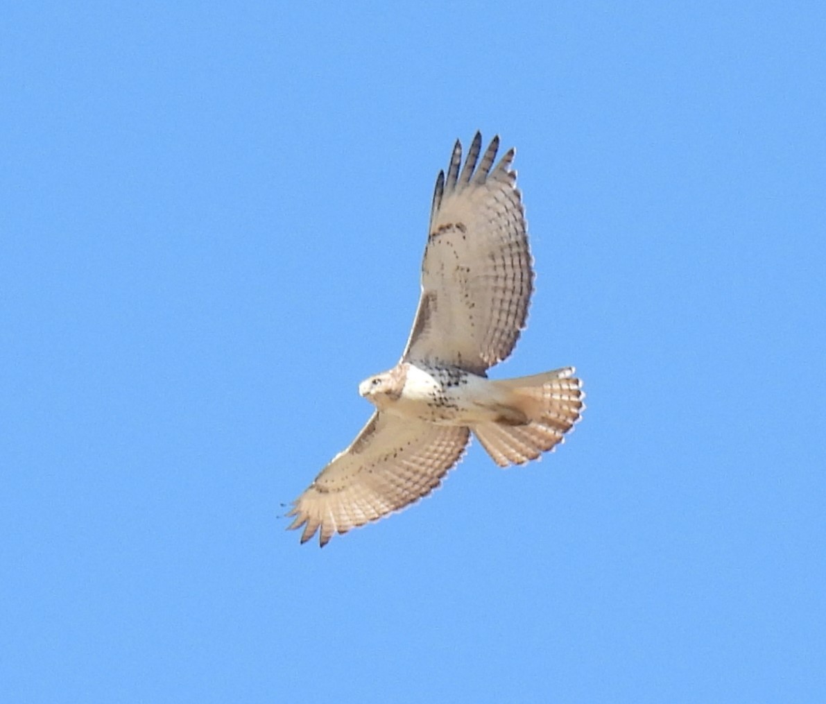 Red-tailed Hawk - ML627484881