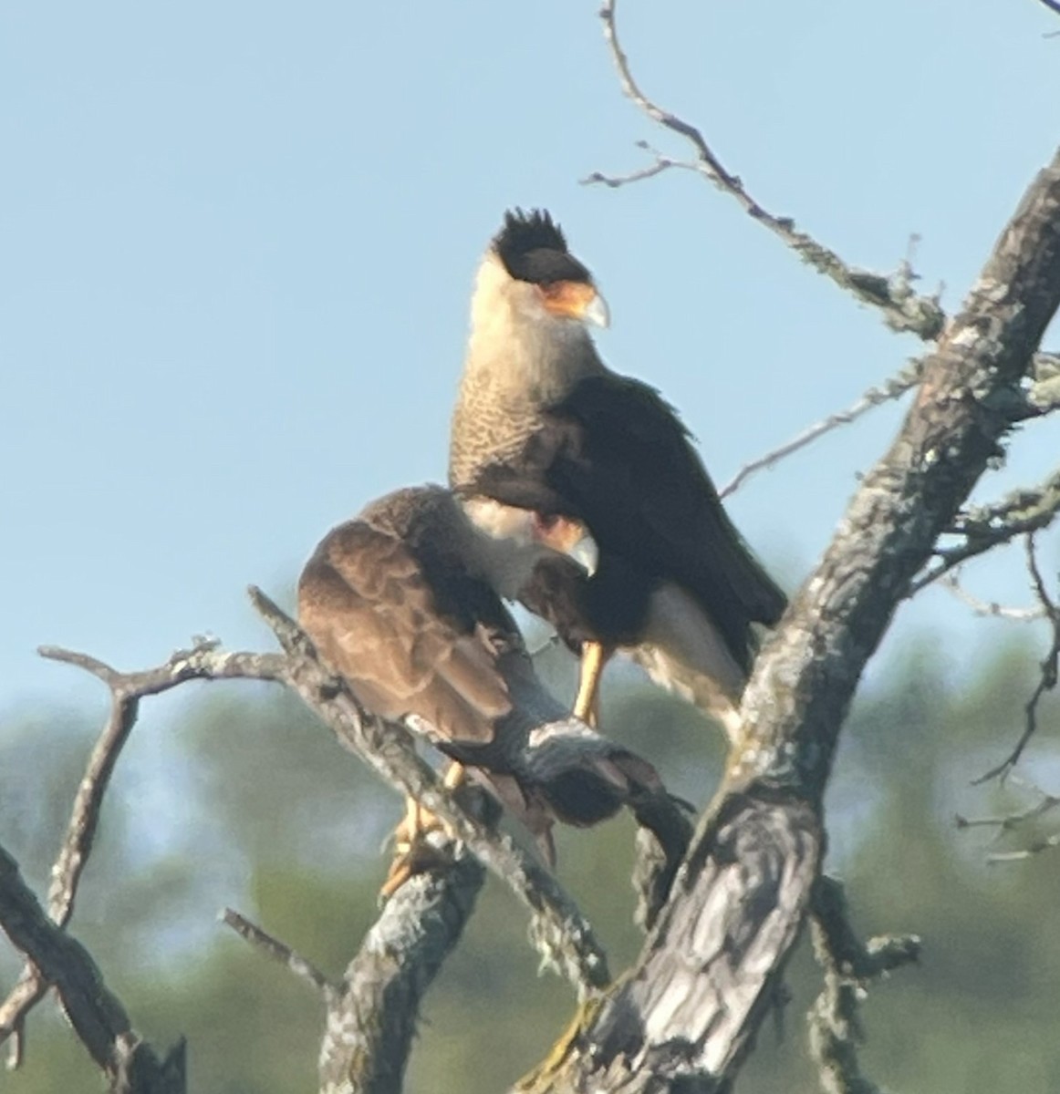 Crested Caracara (Northern) - ML627484889