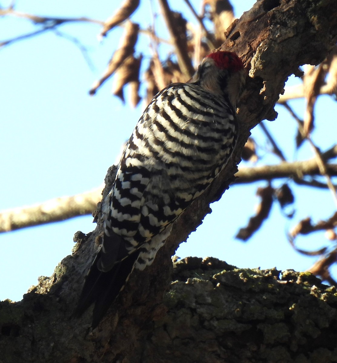 Ladder-backed Woodpecker - ML627484904