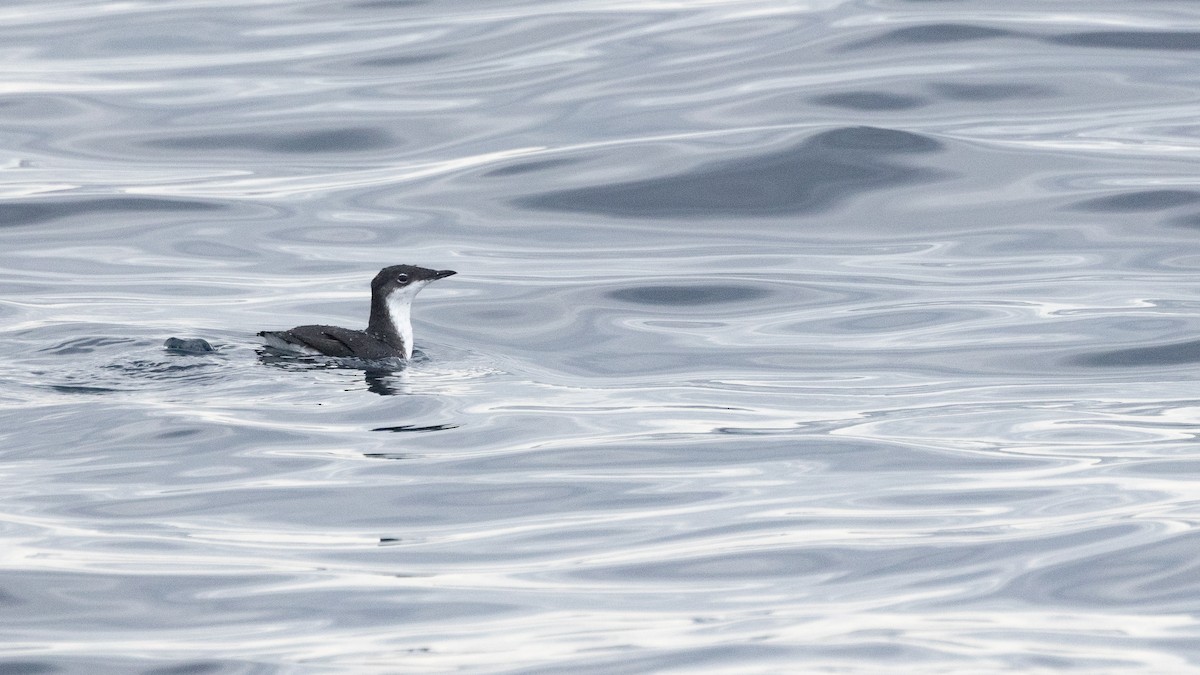 Scripps's Murrelet - ML627485187