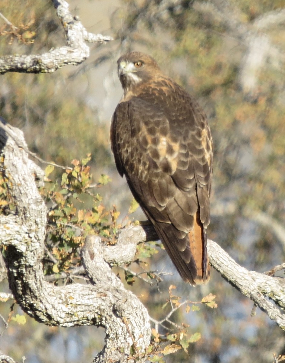 Red-tailed Hawk - ML627485189