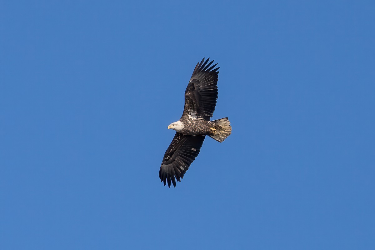 Bald Eagle - ML627485231