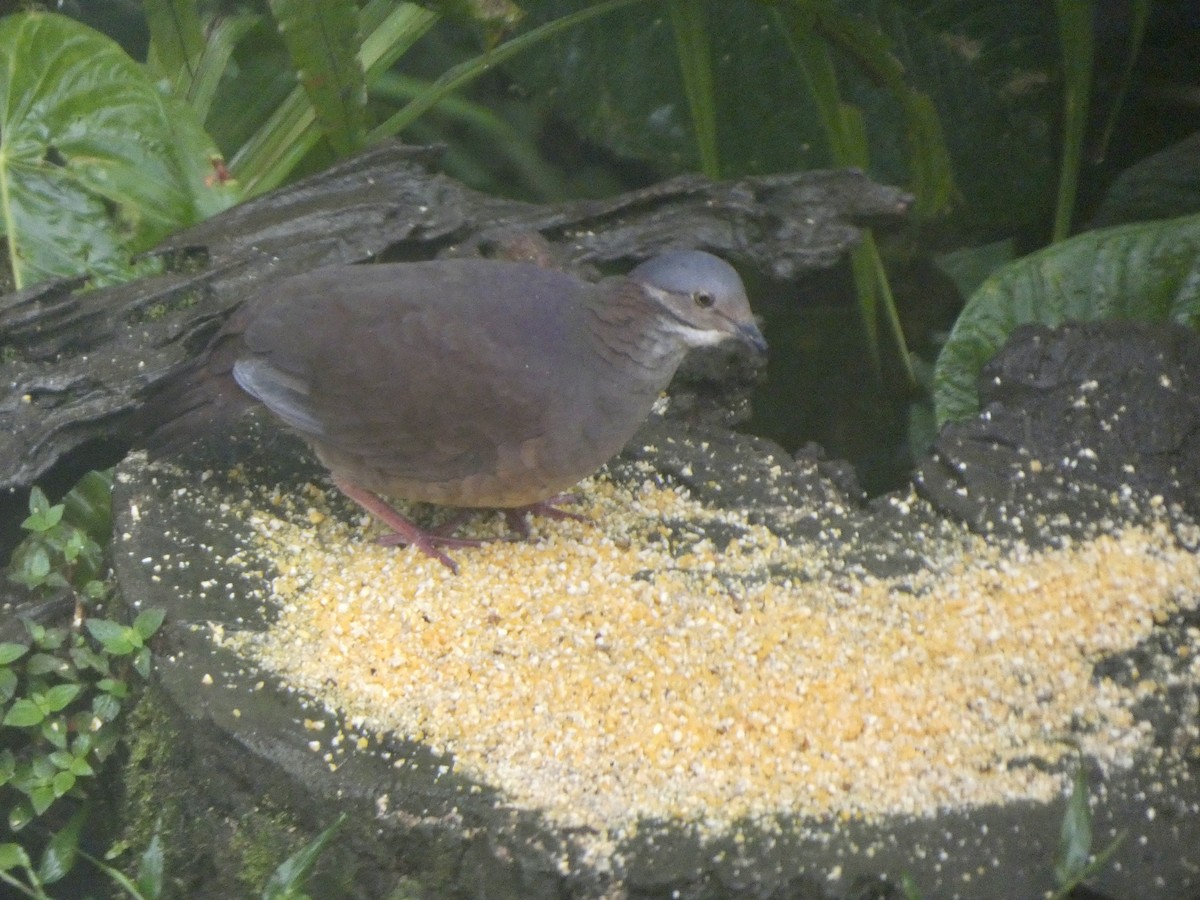 White-throated Quail-Dove - ML627485505