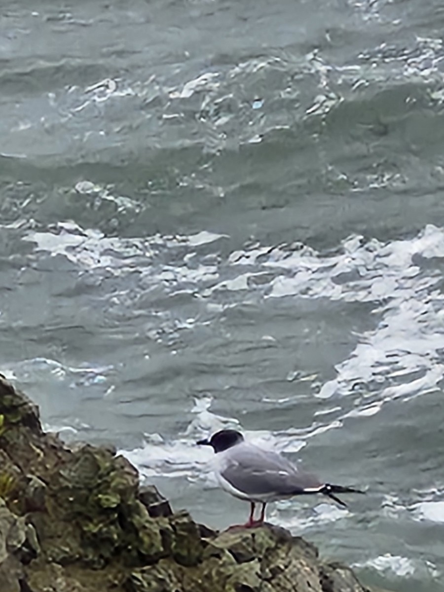 Swallow-tailed Gull - ML627485540