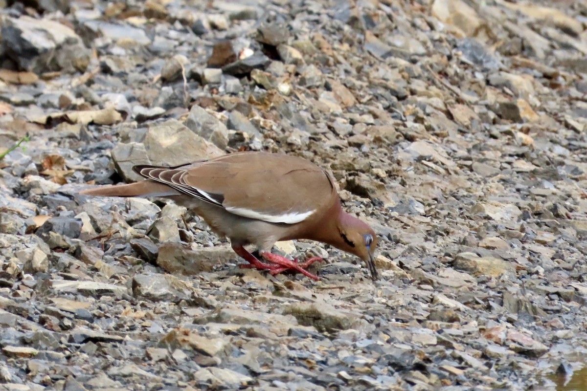 White-winged Dove - ML627485557