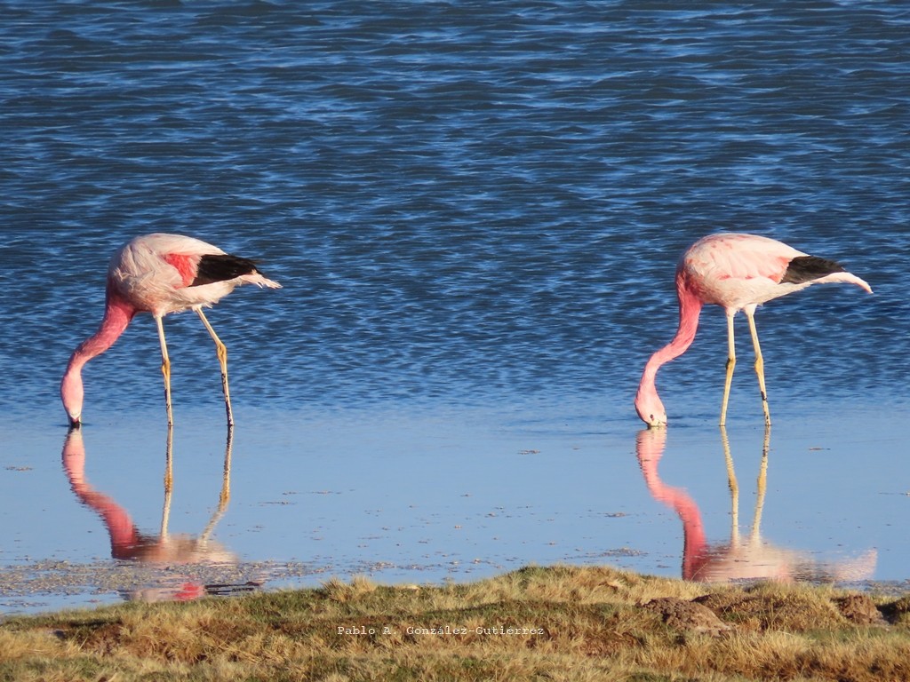 Andean Flamingo - ML627485681