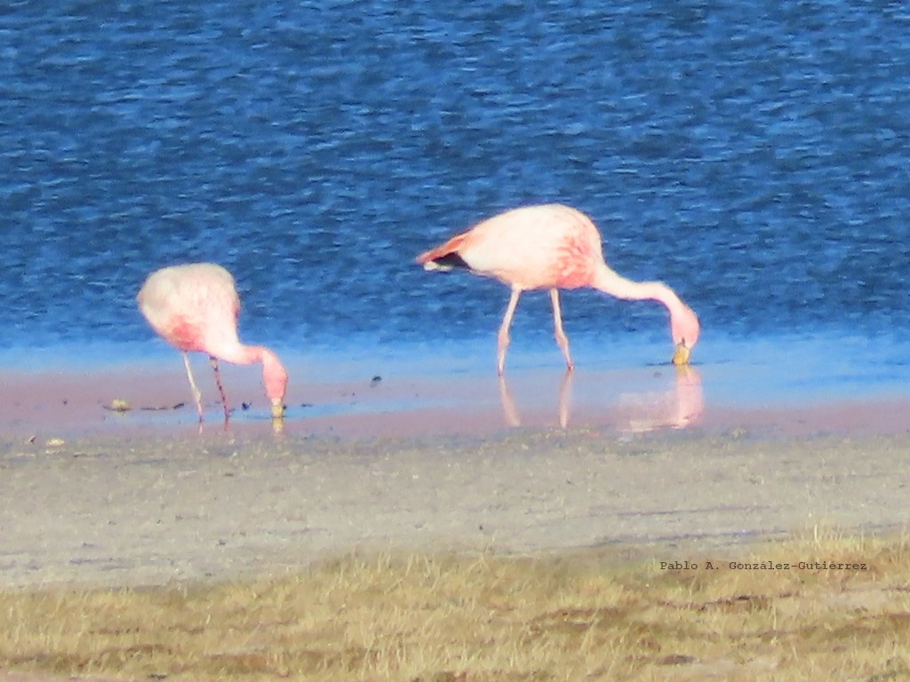 James's Flamingo - ML627485687