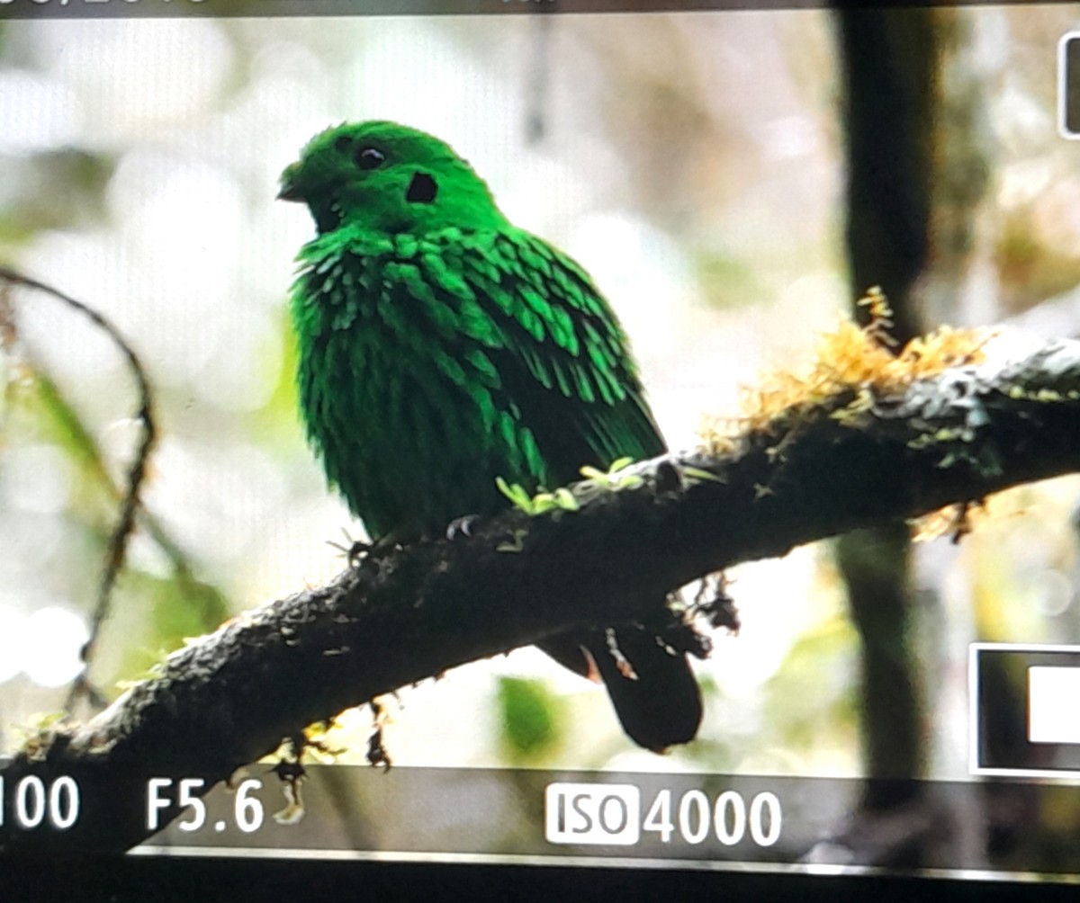 Whitehead's Broadbill - ML627485797