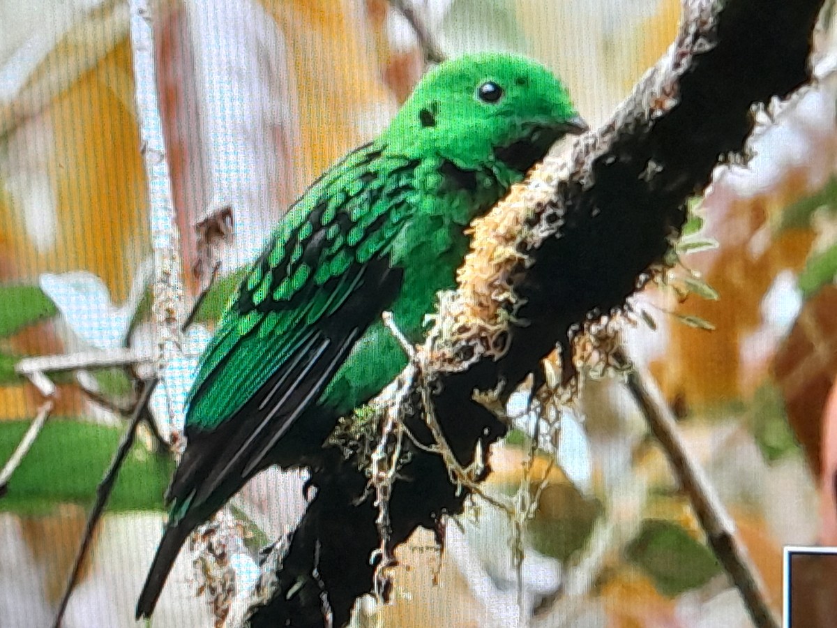 Whitehead's Broadbill - ML627485823