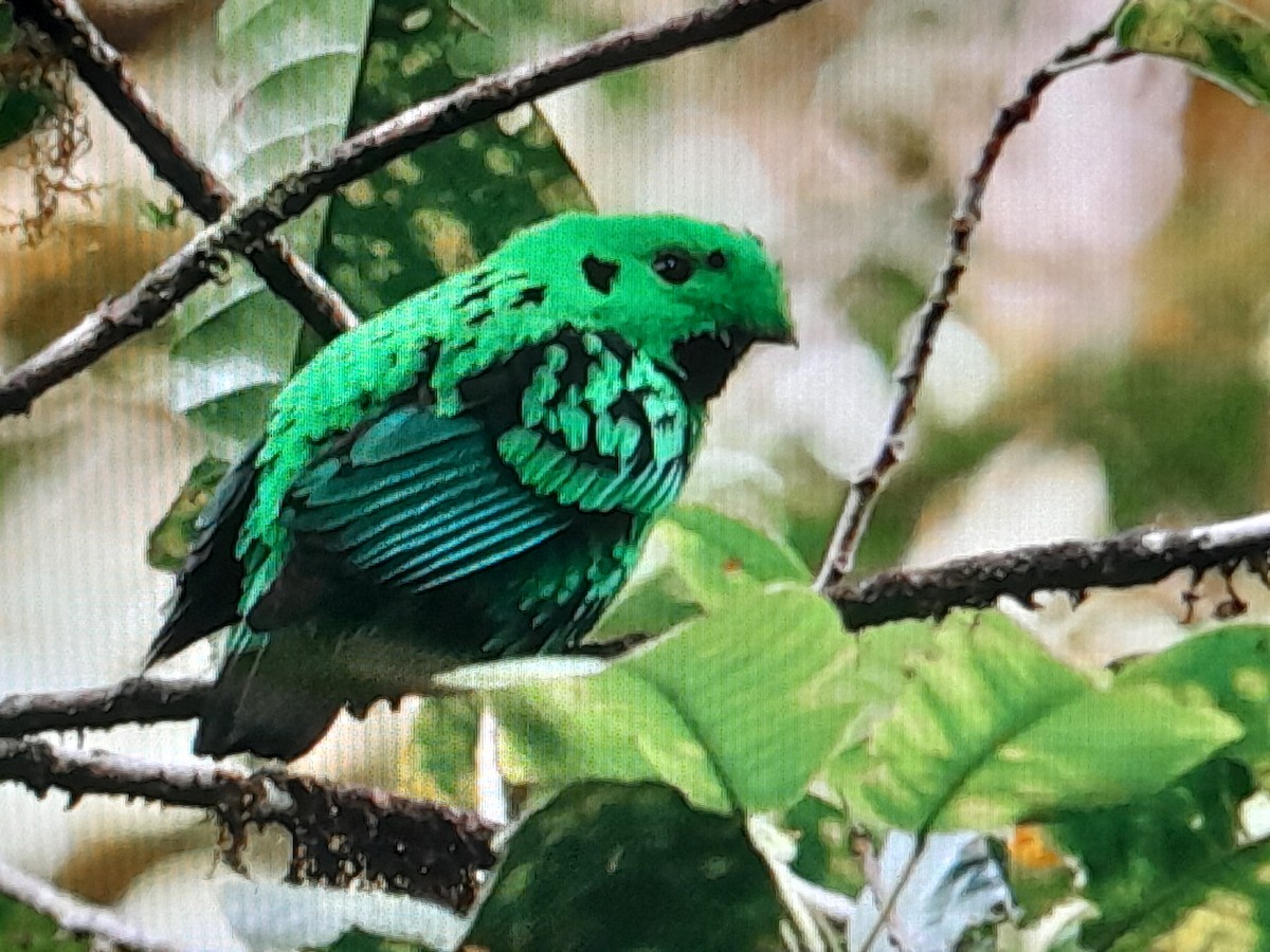 Whitehead's Broadbill - ML627485834