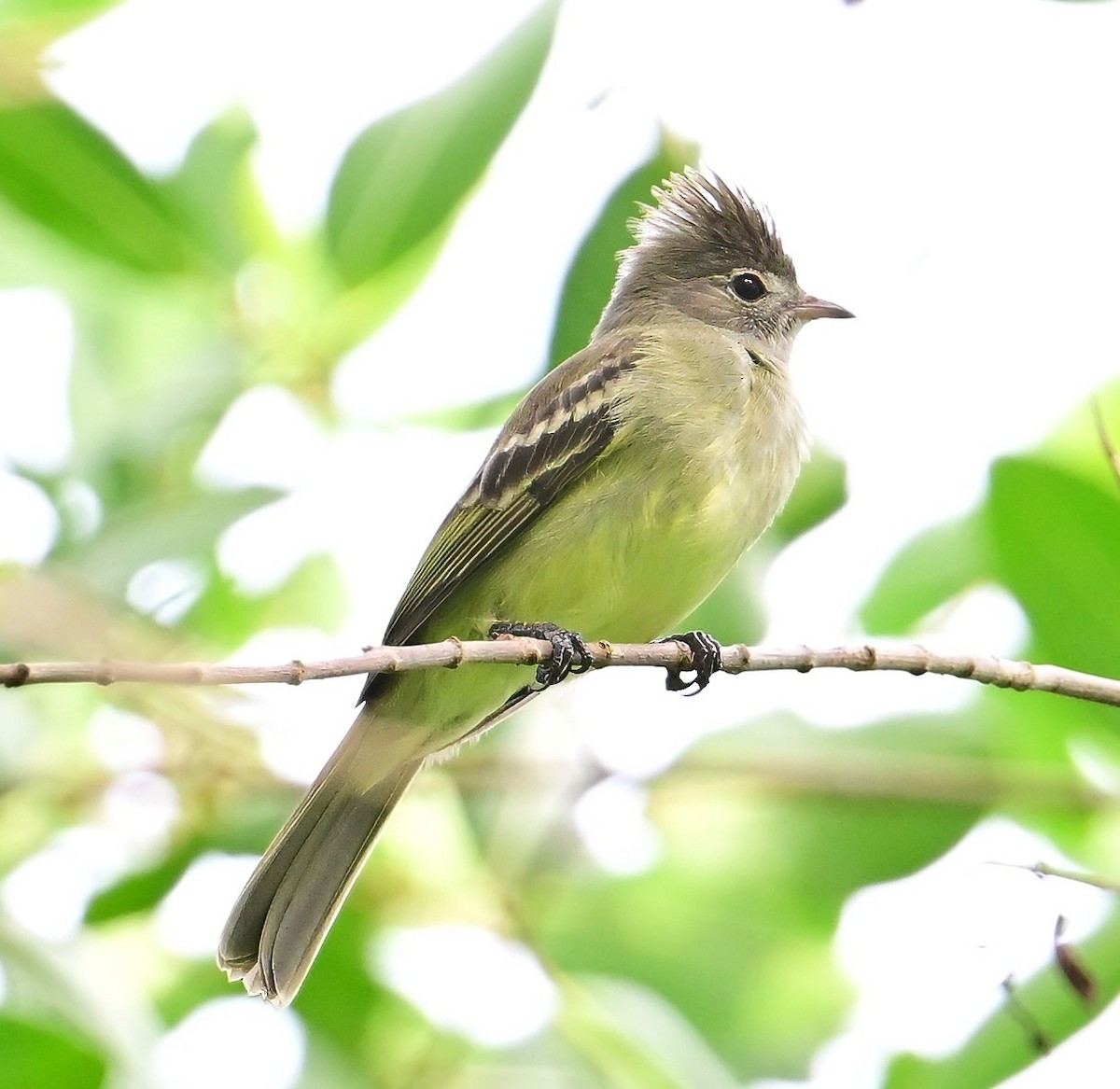 Yellow-bellied Elaenia - ML627485876