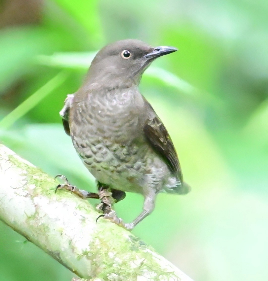 Scaly-breasted Thrasher - ML627485885