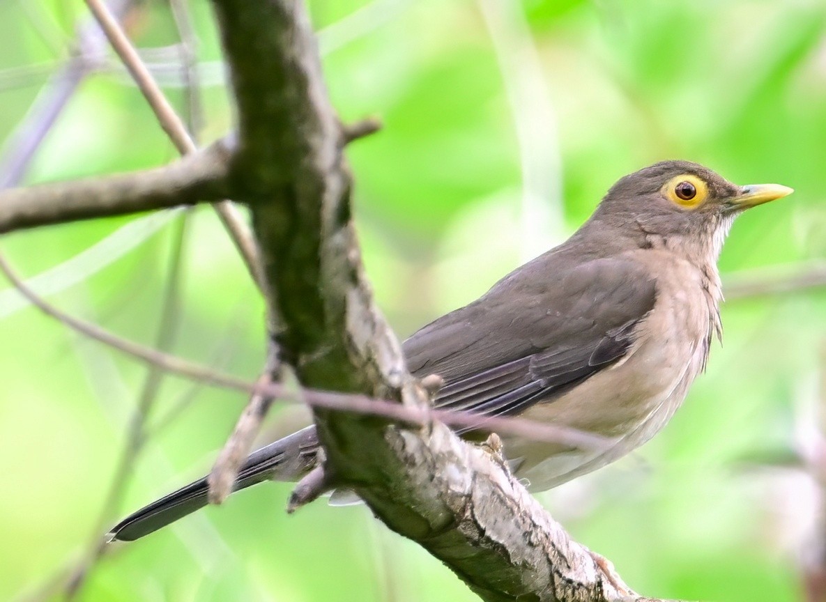 Spectacled Thrush - ML627485891