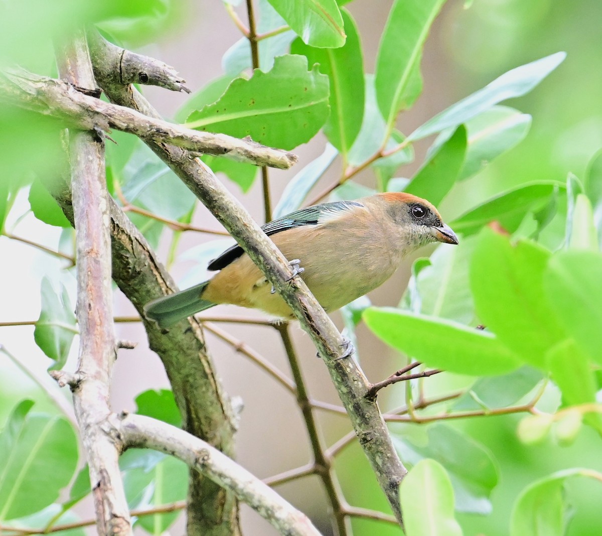 Lesser Antillean Tanager (St. Vincent) - ML627485903