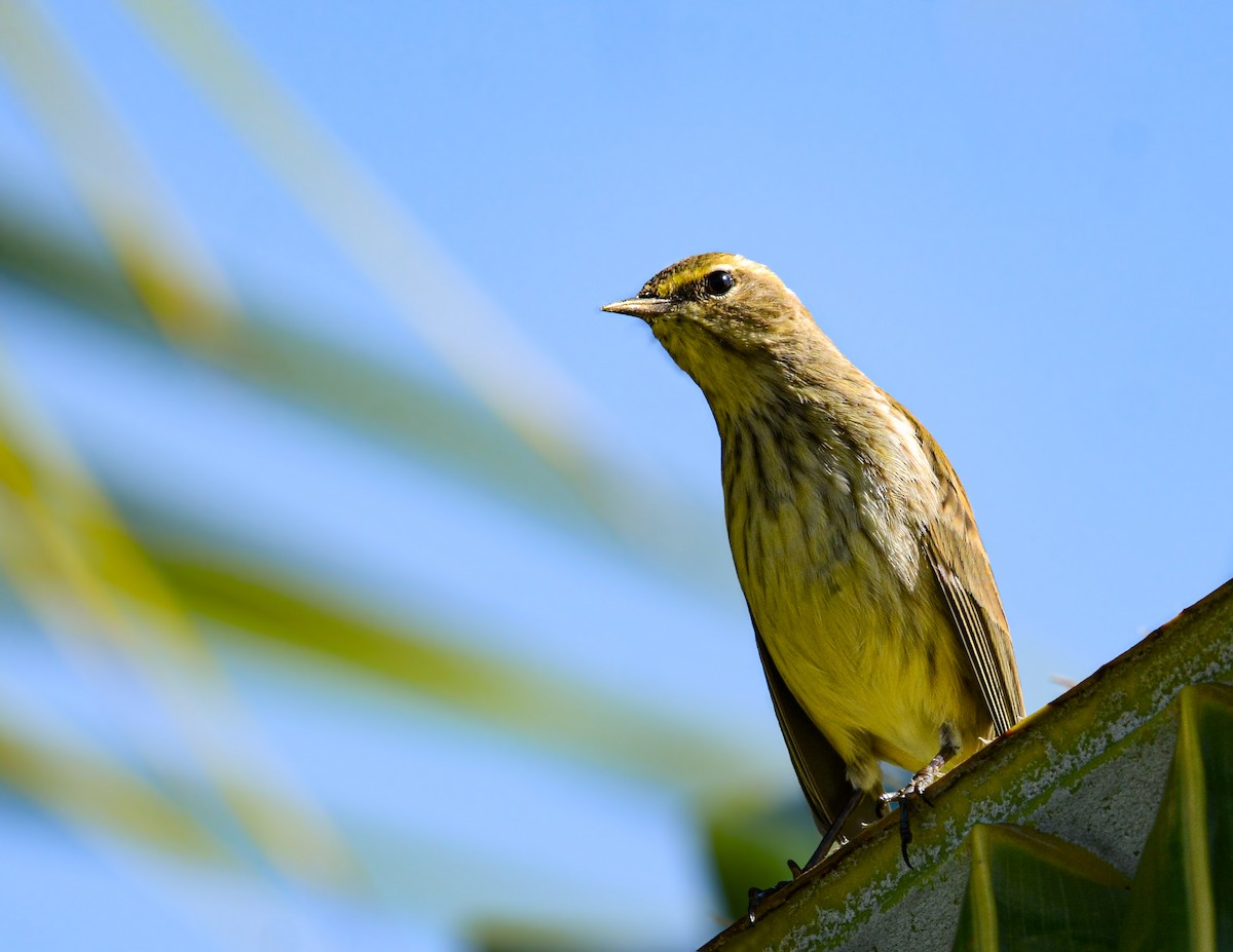 Palm Warbler - ML627485990