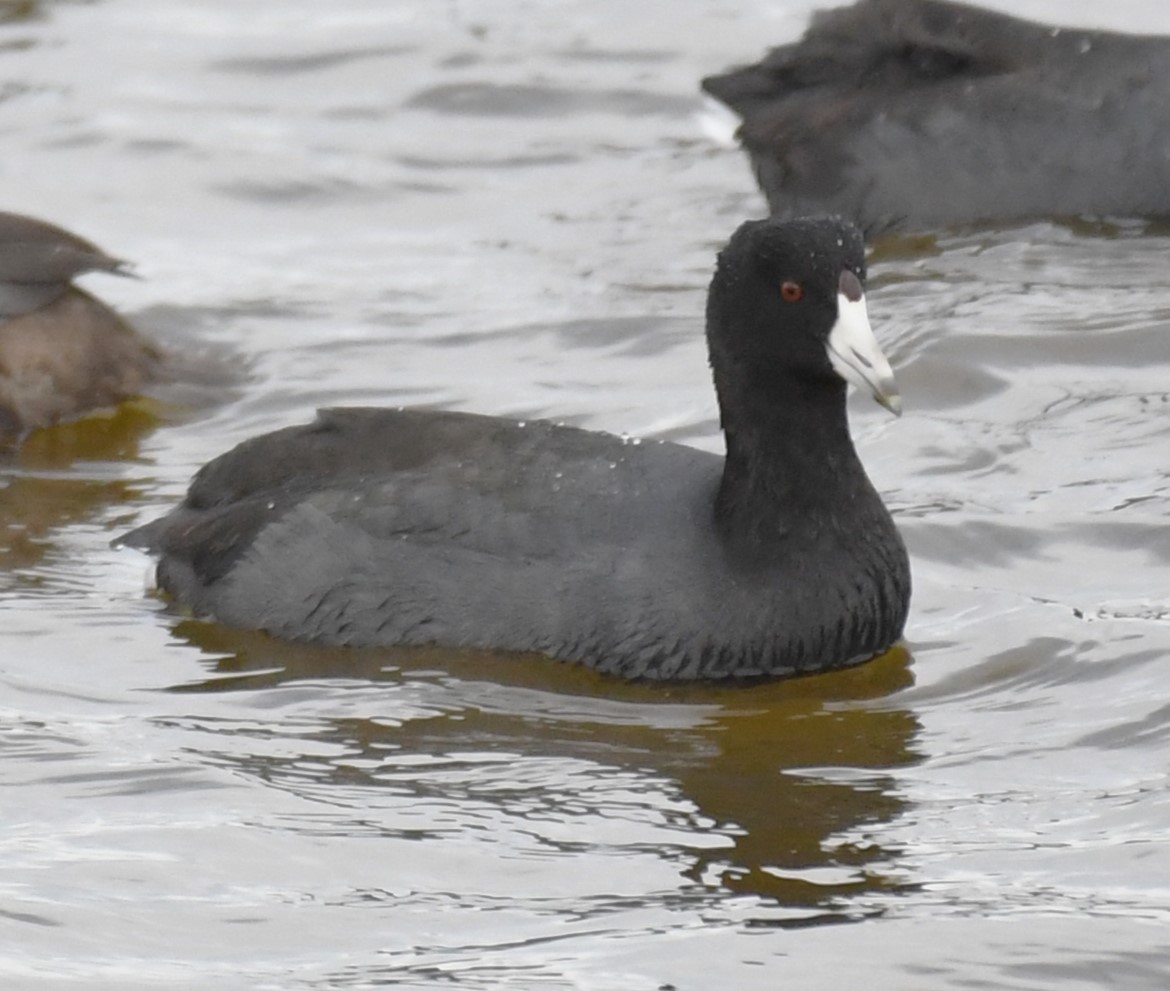 American Coot - ML627486198