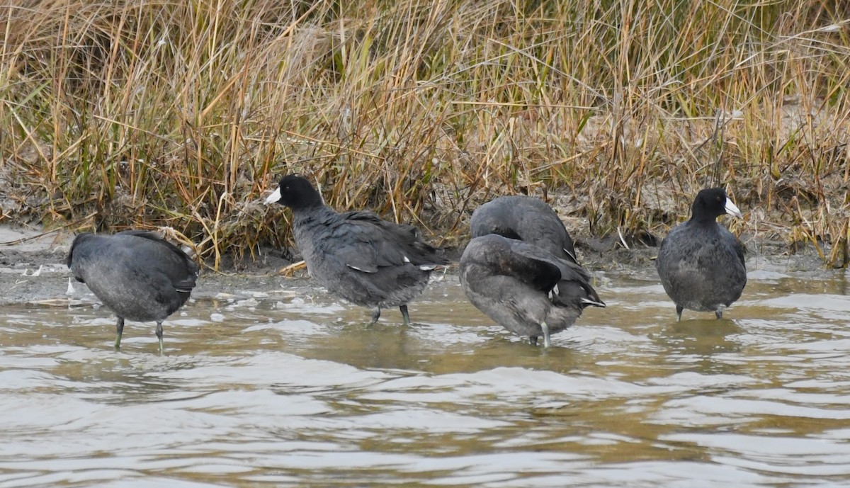 American Coot - ML627486203