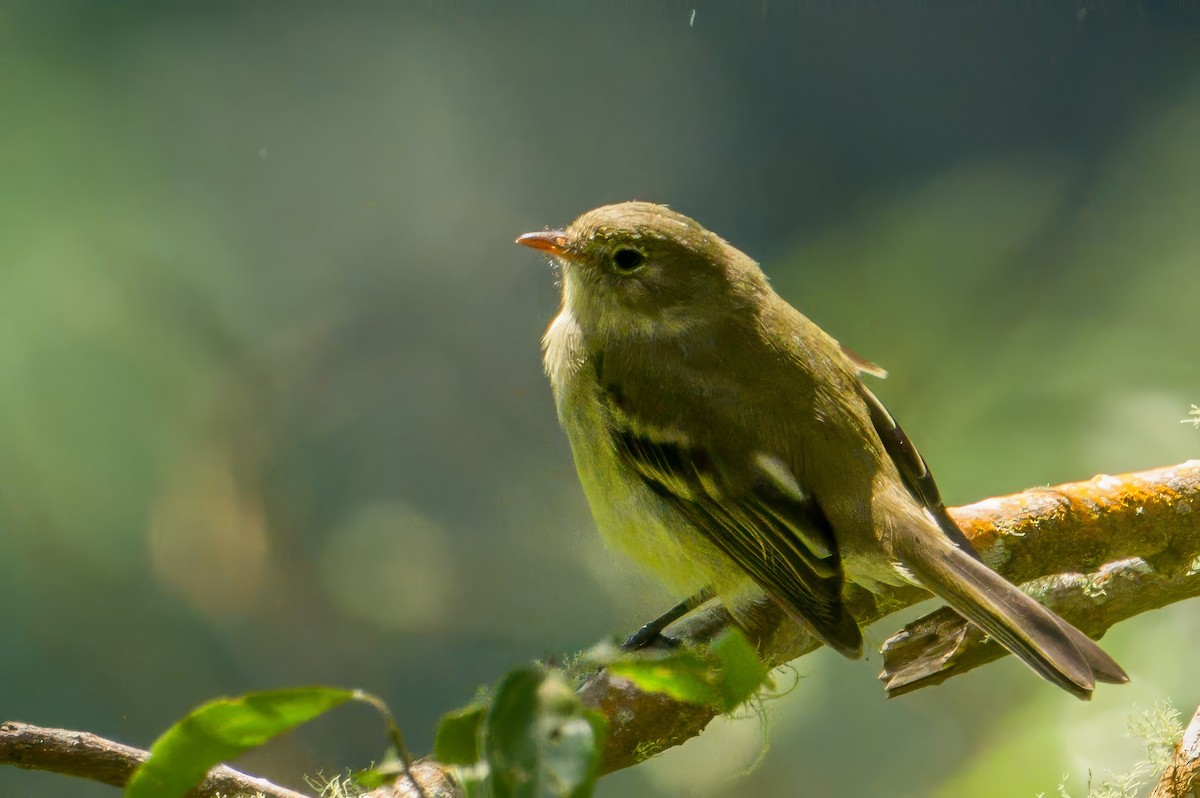 Greater Antillean Elaenia (Jamaican) - ML627486226