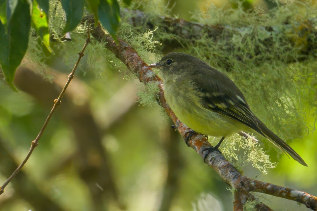 Greater Antillean Elaenia (Jamaican) - ML627486227