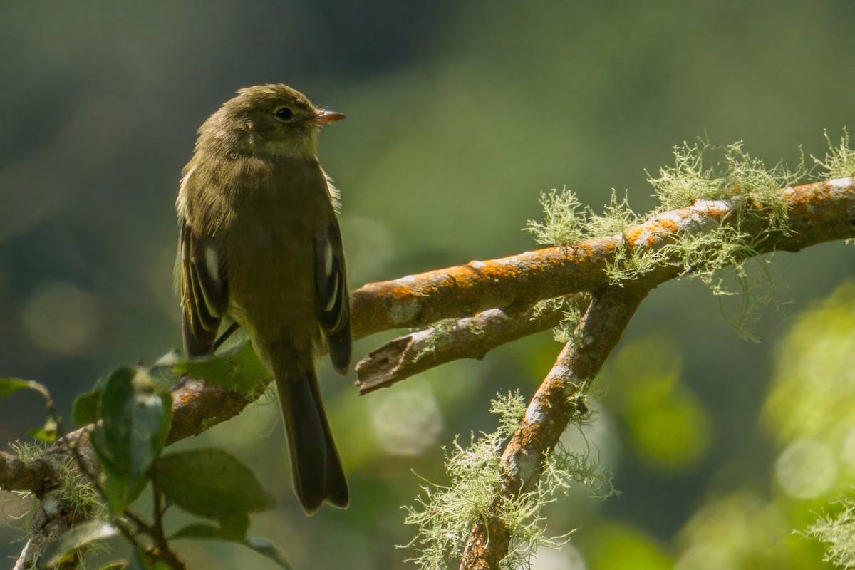 Greater Antillean Elaenia (Jamaican) - ML627486228