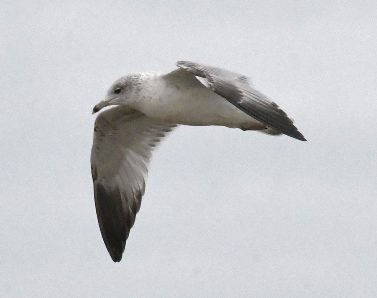 Ring-billed Gull - ML627486237