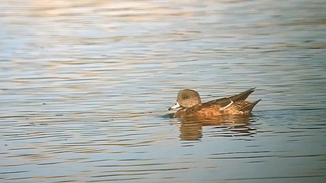 アメリカヒドリ - ML627486243