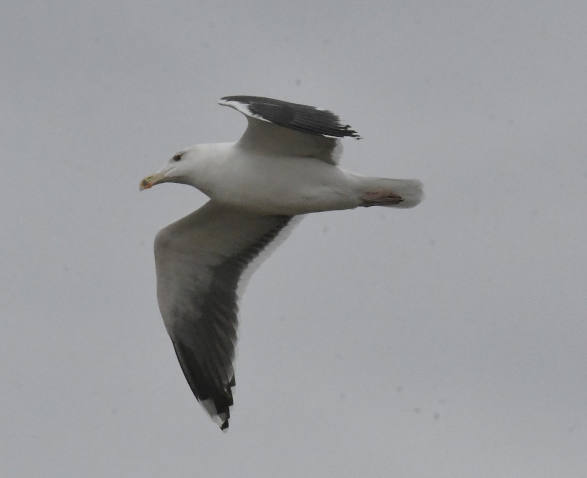 Great Black-backed Gull - ML627486262