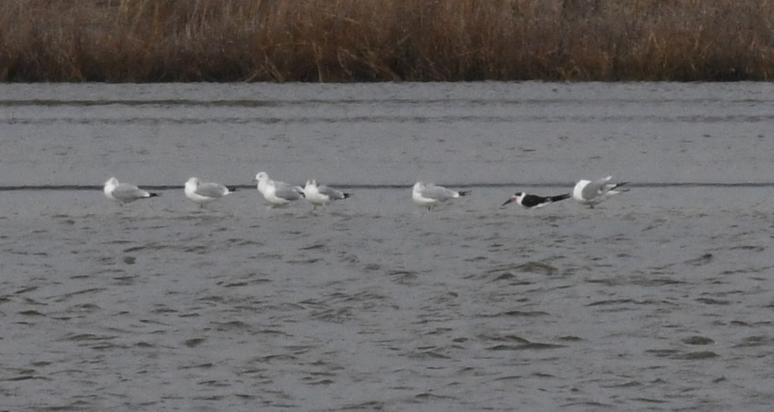 Black Skimmer - ML627486295