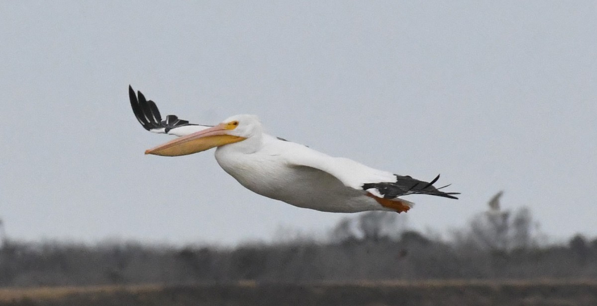 American White Pelican - ML627486359