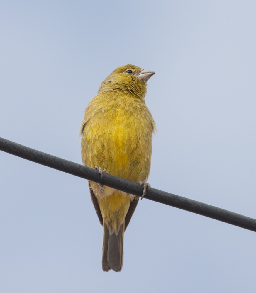 Greenish Yellow-Finch - ML627486362