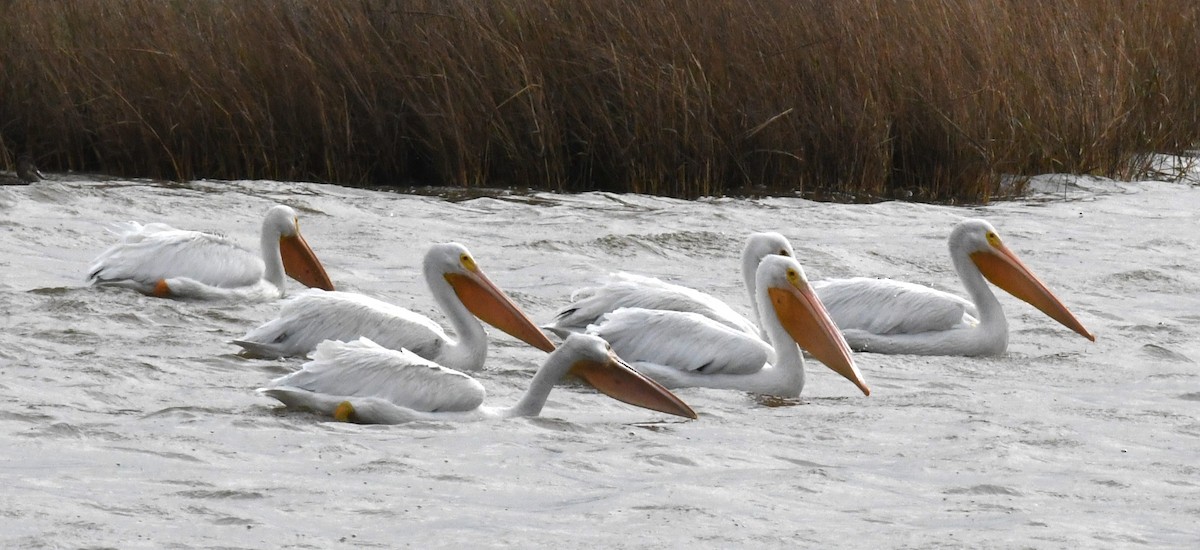 American White Pelican - ML627486365