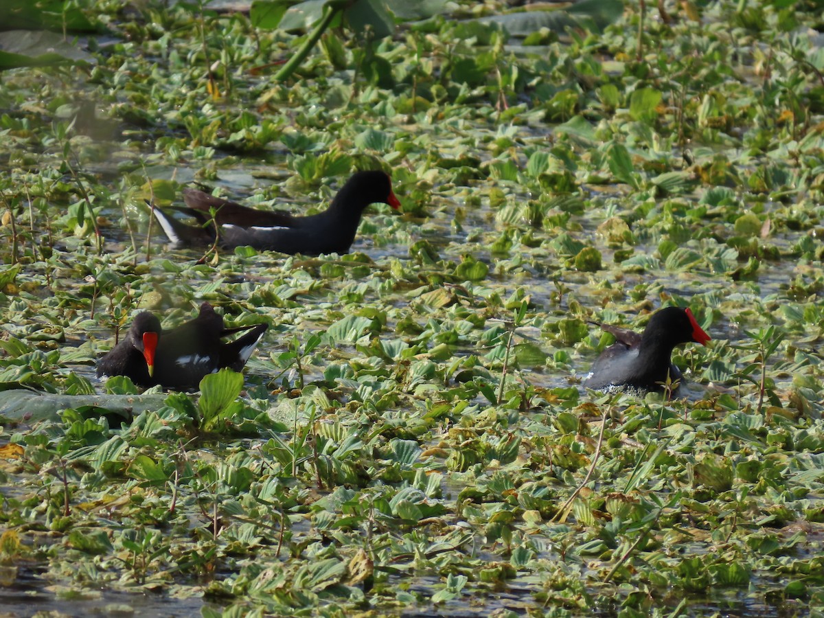 Common Gallinule - ML627486441