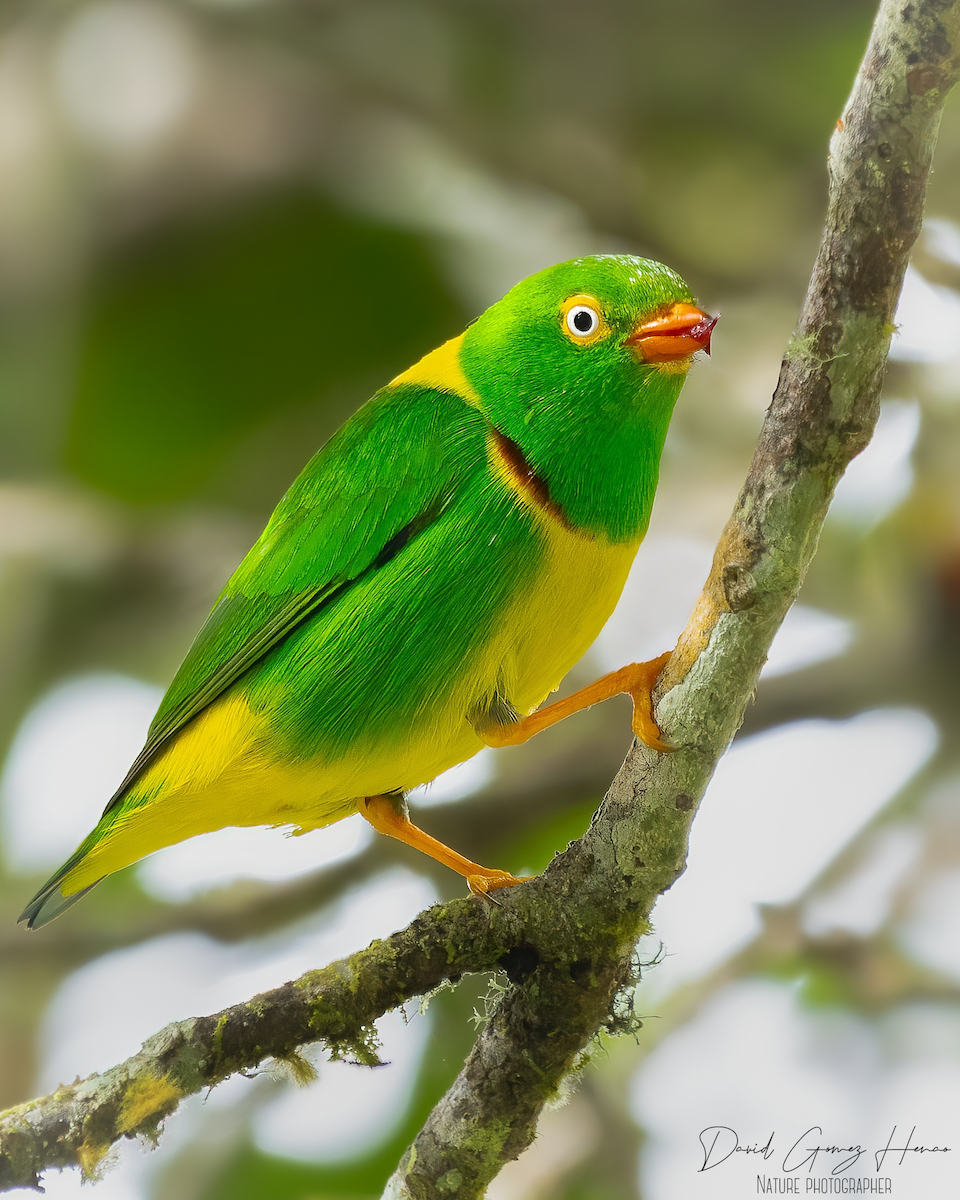 Yellow-collared Chlorophonia - ML627486666