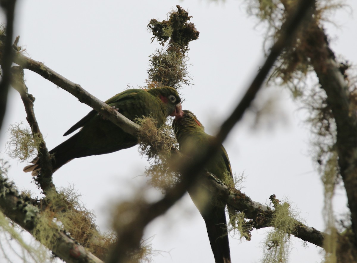 Sulphur-winged Parakeet - ML627486688