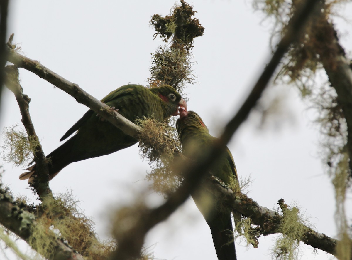 Sulphur-winged Parakeet - ML627486689