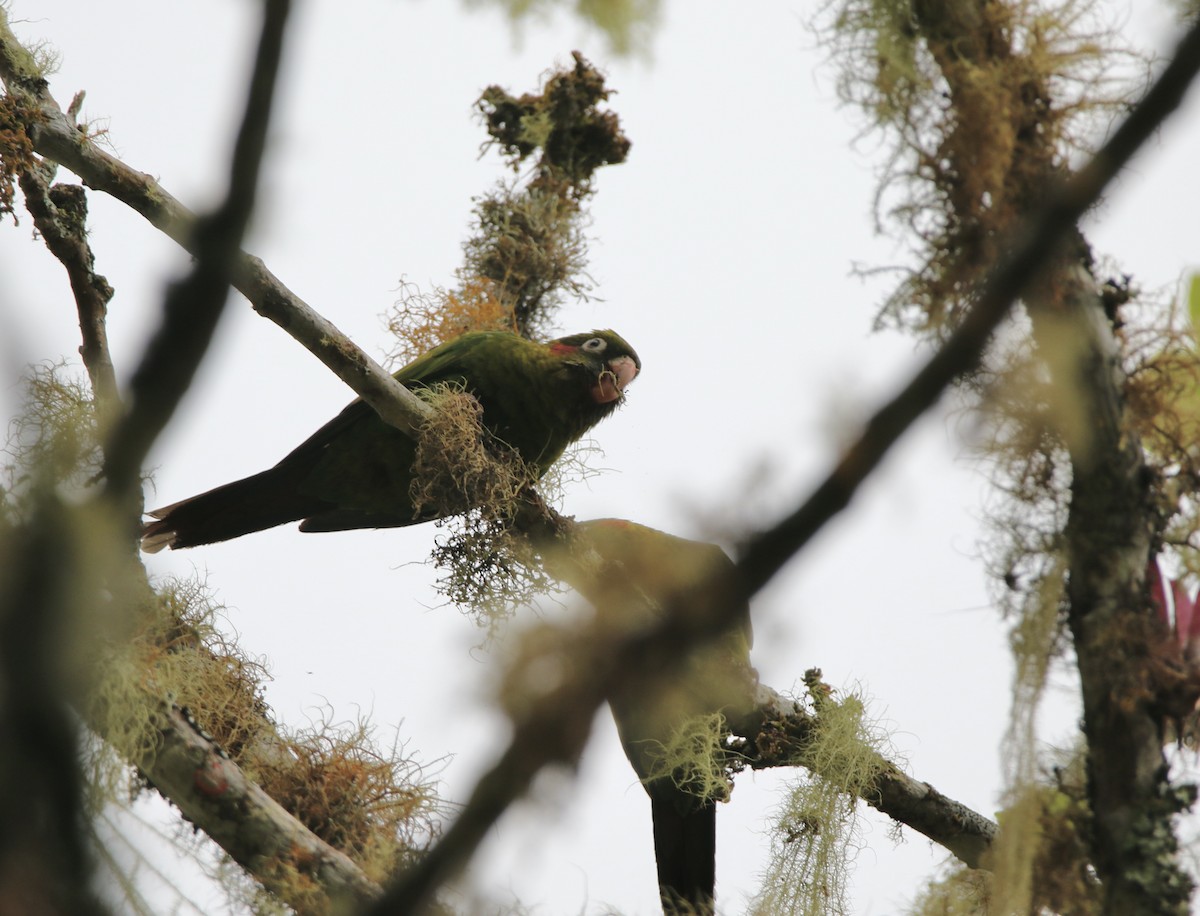 Sulphur-winged Parakeet - ML627486690