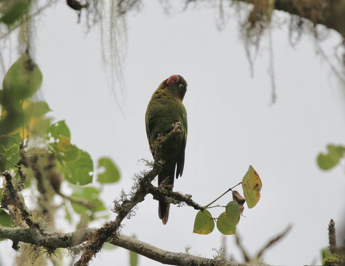 Sulphur-winged Parakeet - ML627486711