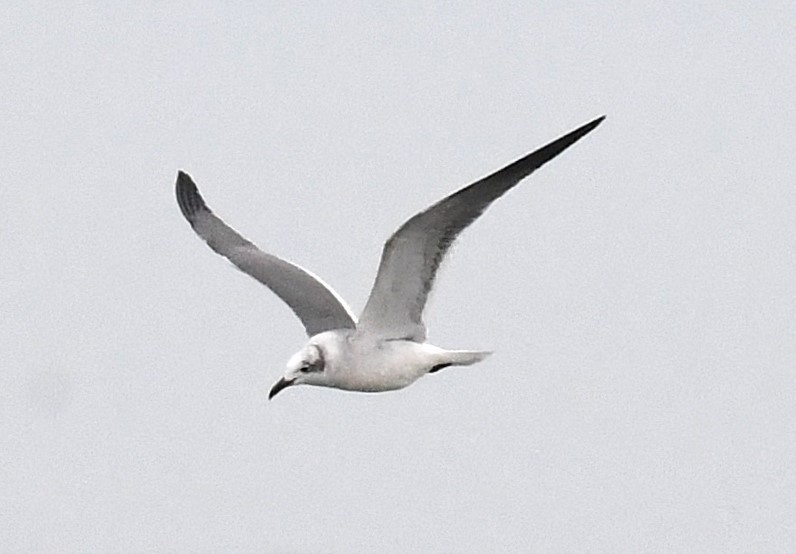 Laughing Gull - ML627486741