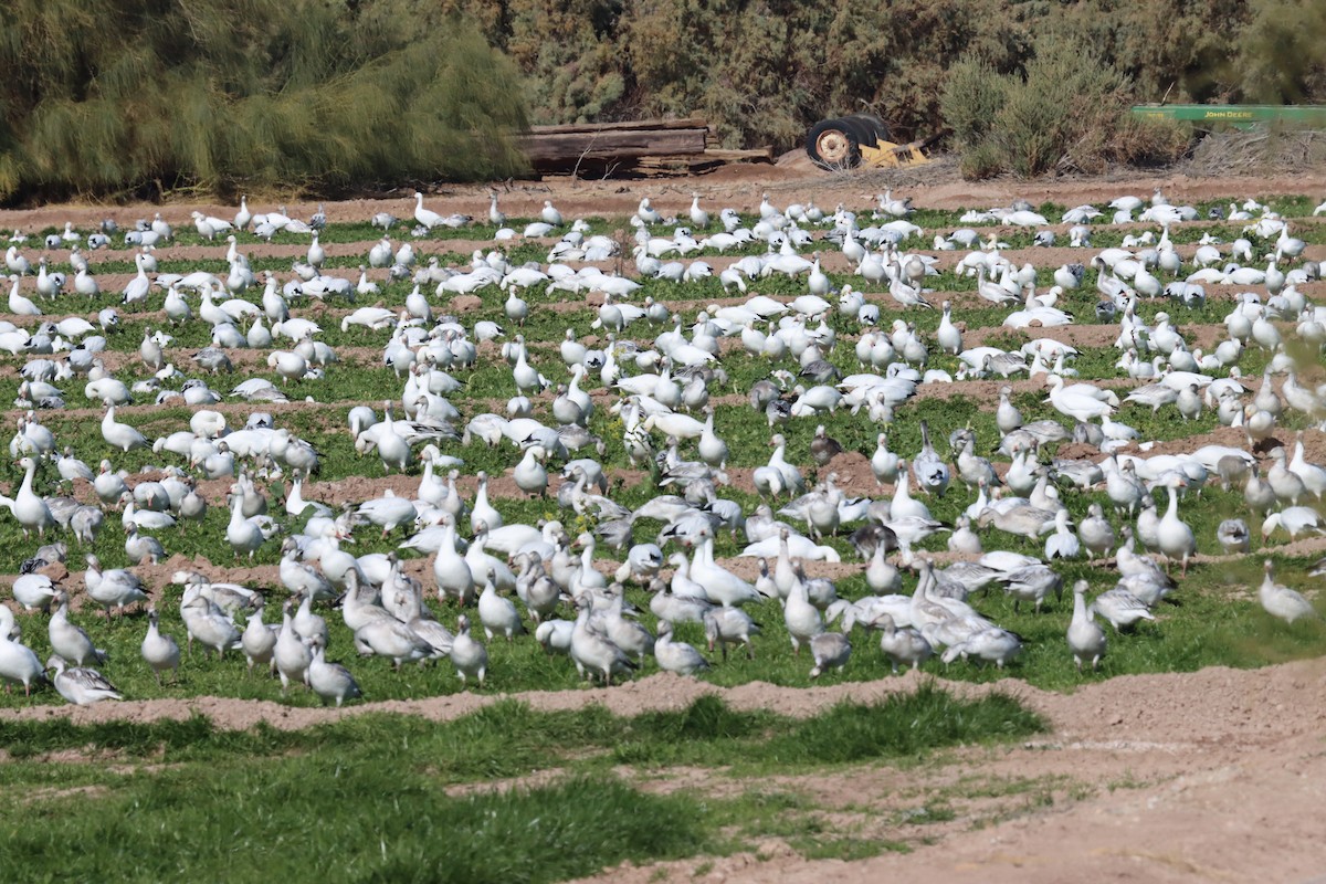 Snow Goose - ML627486909