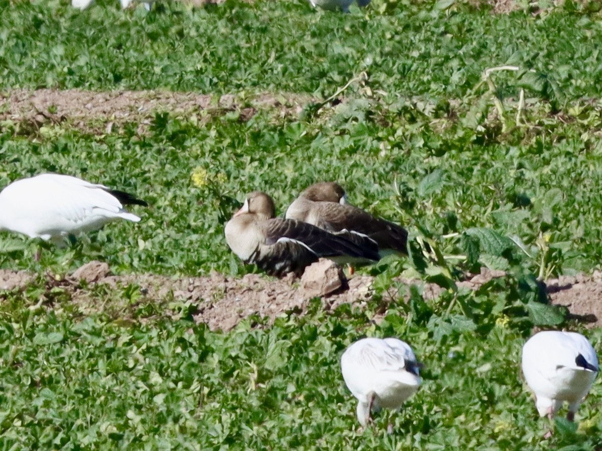 Greater White-fronted Goose - ML627486946