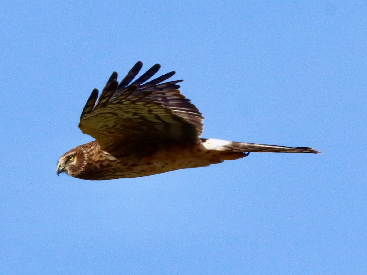 Northern Harrier - ML627486955