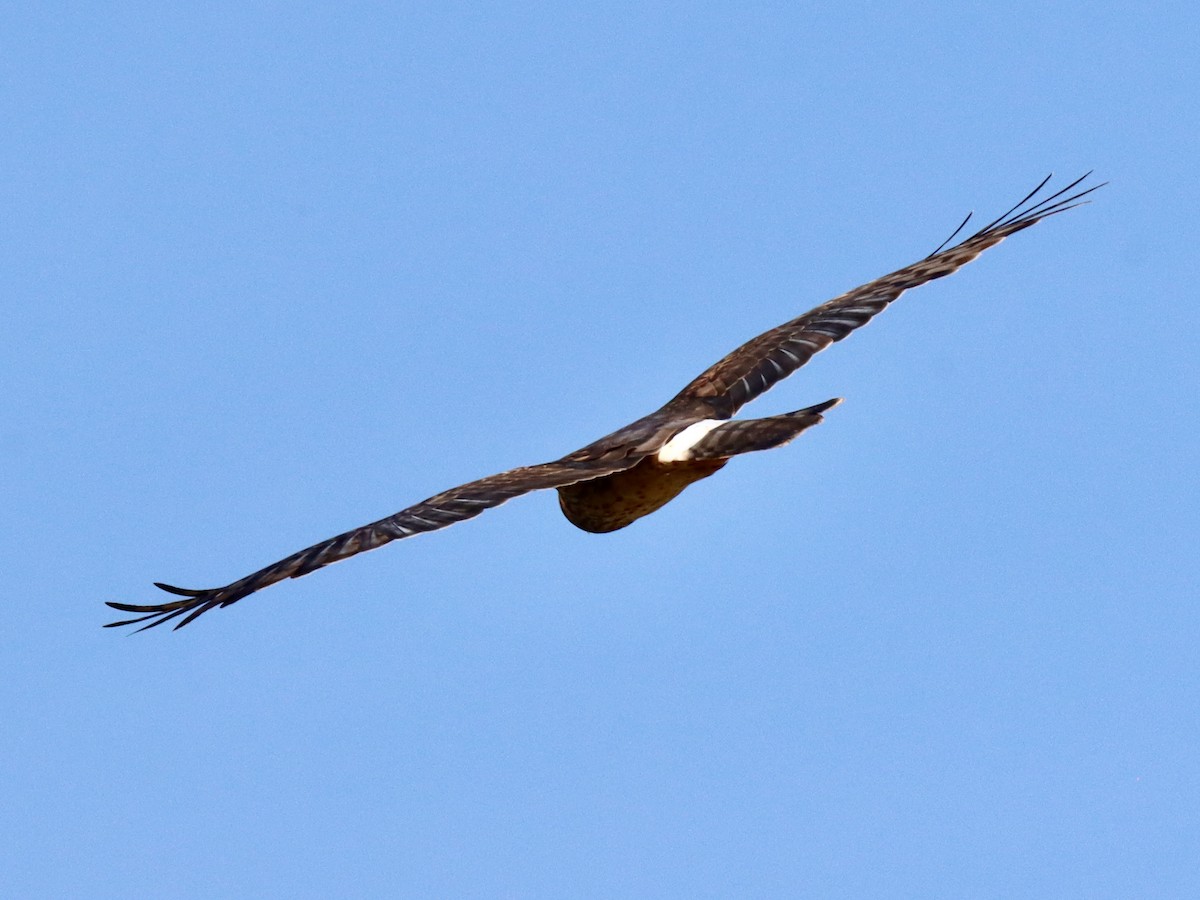 Northern Harrier - ML627486956